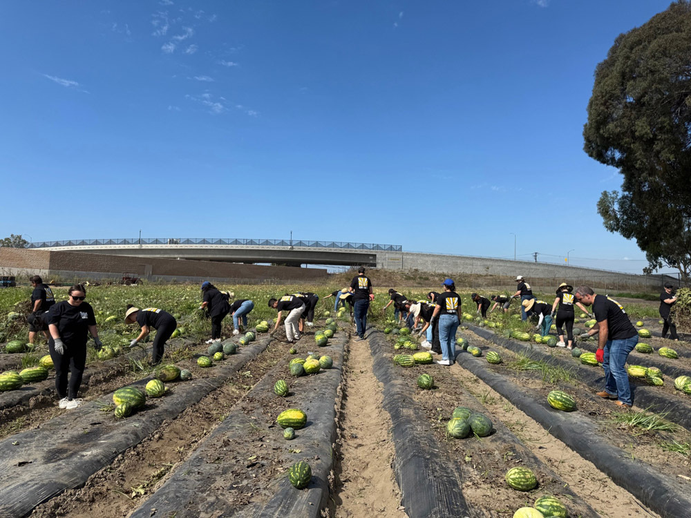 The Habit Burger & Grill team farming watermelons at The Giving Farm in Orange County, California.