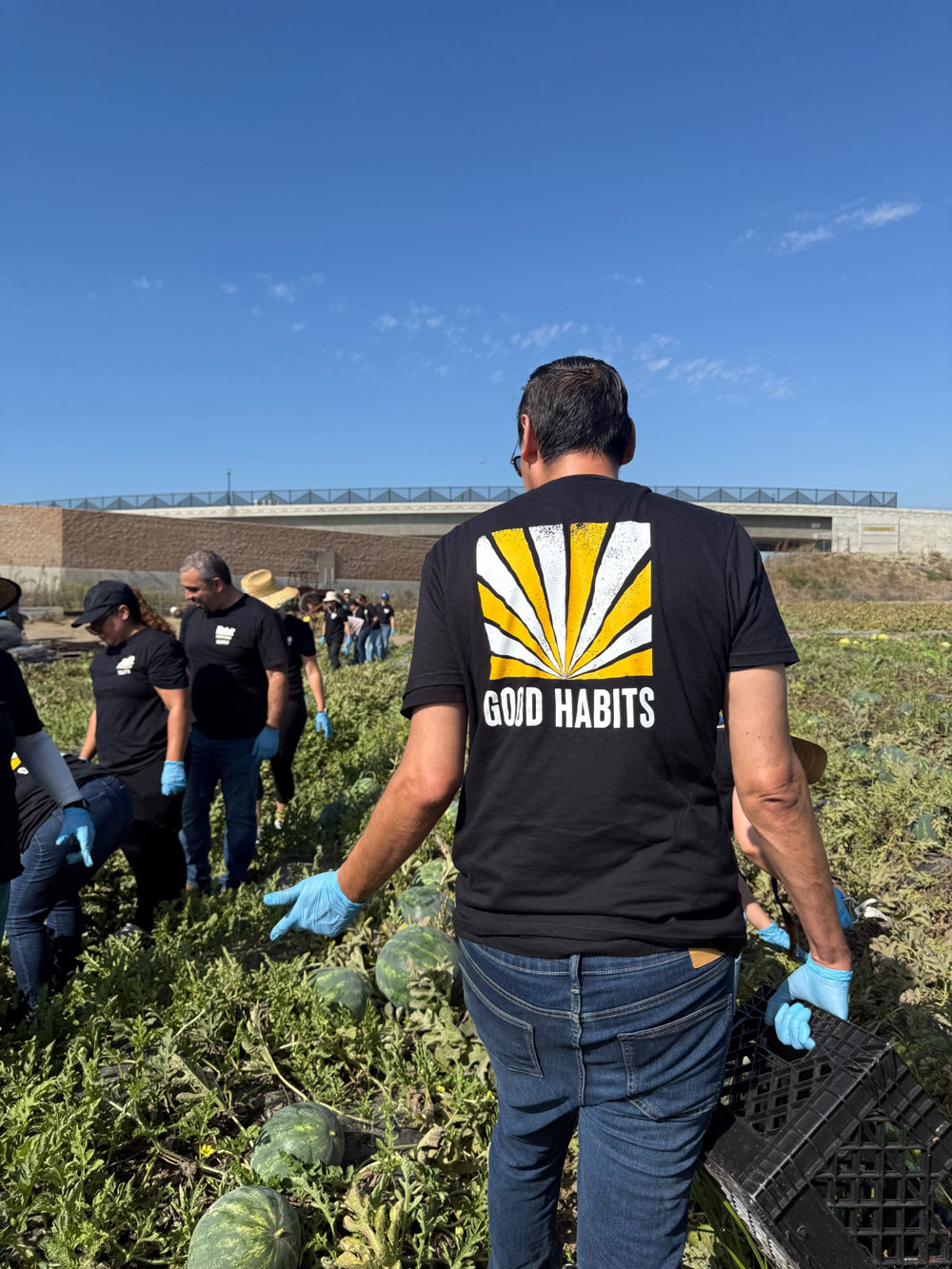 Habit Burger & Grill corporate team members pull weeds to assure the watermelons are healthy at The Giving Farm in Orange County, California.
