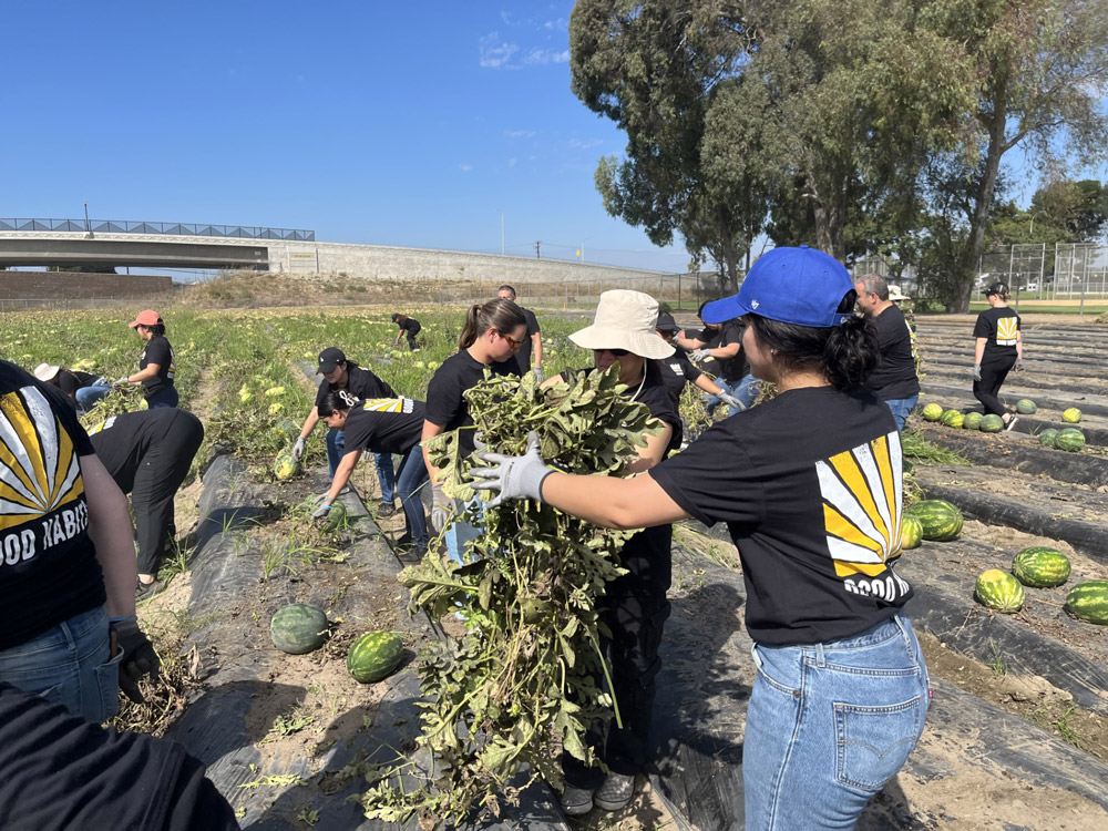 Habit Burger & Grill team members spent the morning farming watermelons at The Giving Farm in Orange County, California.